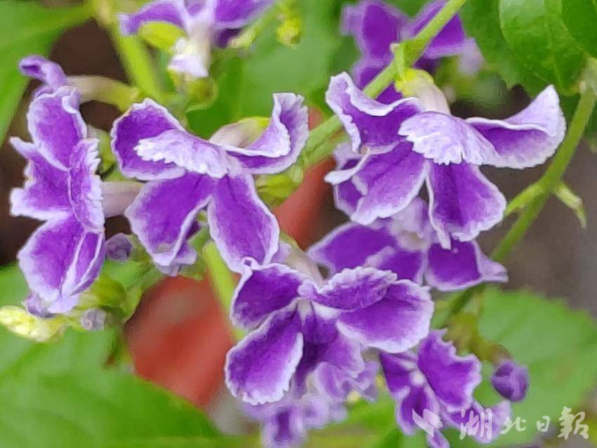 菠菜导航网最新推介
